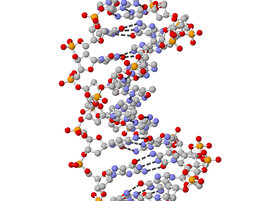 Bild zeigt: schematische Darstellung eines DNA-Abschnitts