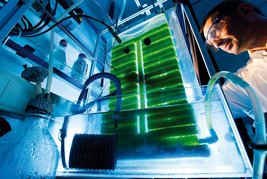 Bild zeigt: Algen im Photobioreaktor