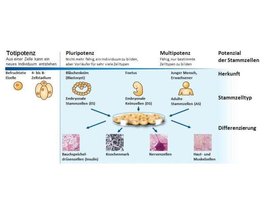 Bild zeigt: Schematische Darstellung der Isolation von Stammzellen