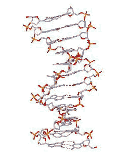 Bild zeigt: Modell der DNA